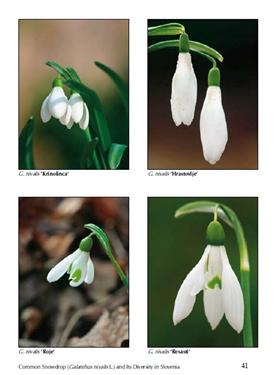 galanthus nivalis, galanthus diversity, galanthus slovenia