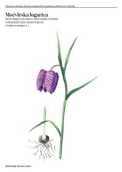 Illustrations and Descriptions of Endemic and Endangered Plant Species in Slovenia