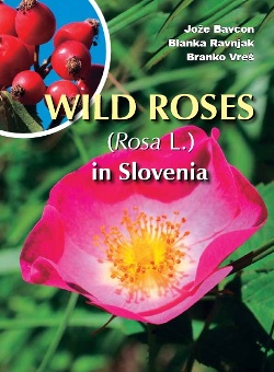 wild roses in slovenia