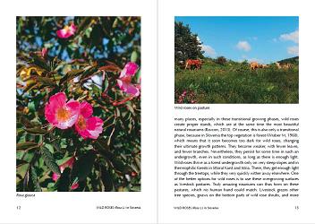 wild roses in slovenia