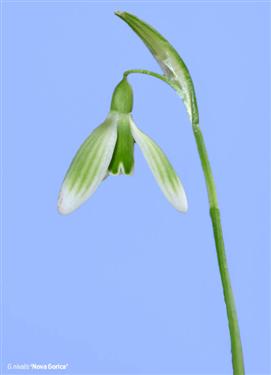 snowdrops postcard, snowdrops postcards, postcard