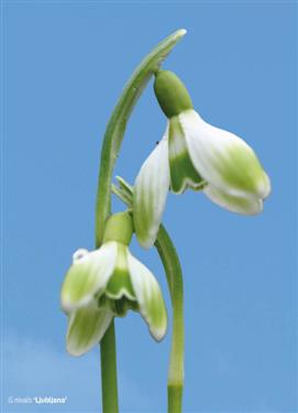 snowdrops postcard, snowdrops postcards, postcard