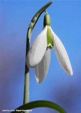 snowdrops postcard 2221