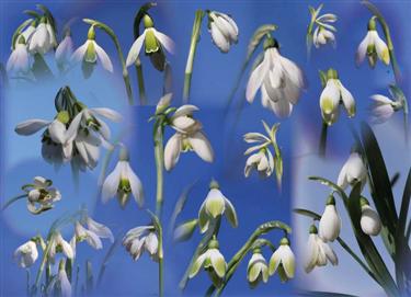 snowdrops postcard 2222