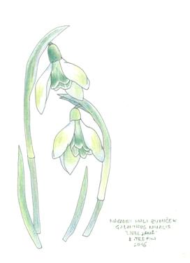 galanthus greeting card 2209