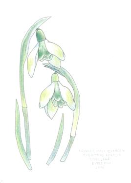 galanthus greeting card 2210