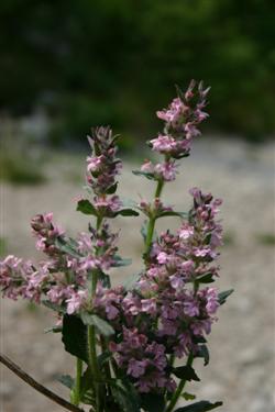 Ajuga genevensis 'Istra'