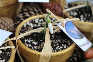 first blooming snowdrops 2015, first blooming galanthus 2015