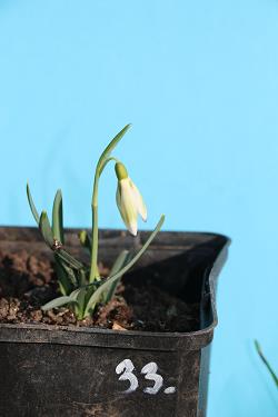 Galanthus nivalis forms sale 2021