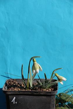 Galanthus nivalis forms sale 2023