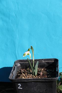 Galanthus nivalis forms sale 2023