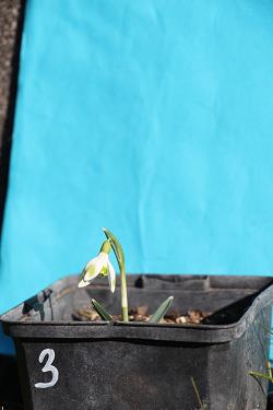 Galanthus nivalis forms sale 2023
