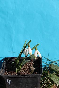 Galanthus nivalis forms sale 2023