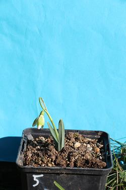 Galanthus nivalis forms sale 2023