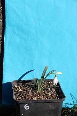 Galanthus nivalis forms sale 2023