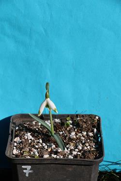 Galanthus nivalis forms sale 2023