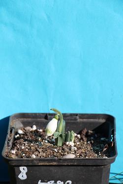 Galanthus nivalis forms sale 2023