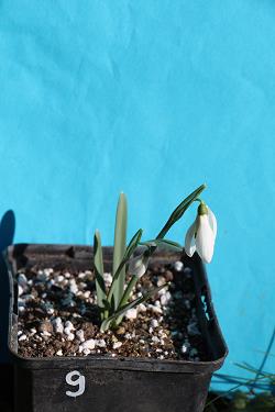 Galanthus nivalis forms sale 2023