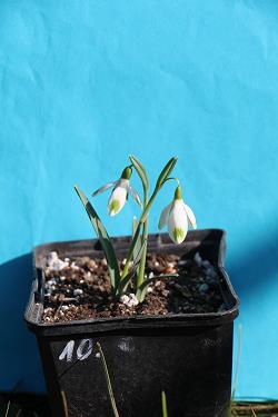 Galanthus nivalis forms sale 2023