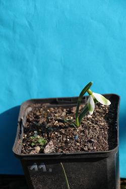 Galanthus nivalis forms sale 2023