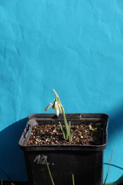 Galanthus nivalis forms sale 2023
