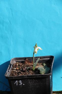 Galanthus nivalis forms sale 2023