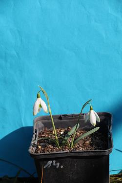 Galanthus nivalis forms sale 2023