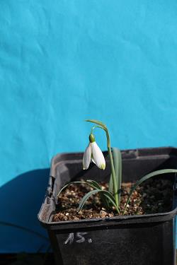 Galanthus nivalis forms sale 2023