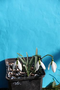 Galanthus nivalis forms sale 2023