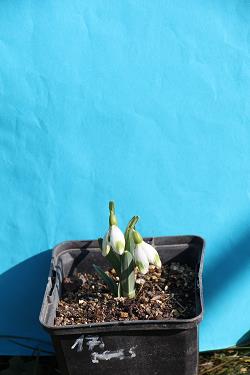 Galanthus nivalis forms sale 2023