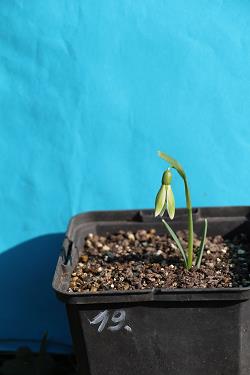 Galanthus nivalis forms sale 2023