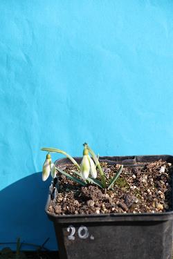Galanthus nivalis forms sale 2023