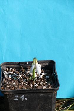 Galanthus nivalis forms sale 2023