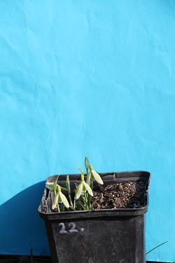 Galanthus nivalis forms sale 2023
