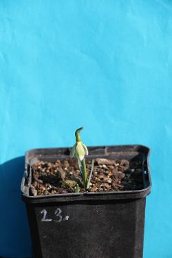 Galanthus nivalis forms sale 2023