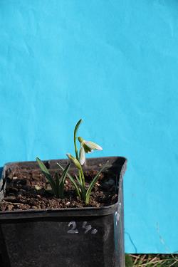 Galanthus nivalis forms sale 2023
