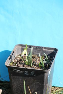Galanthus nivalis forms sale 2023