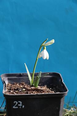 Galanthus nivalis forms sale 2023