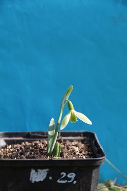 Galanthus nivalis forms sale 2023