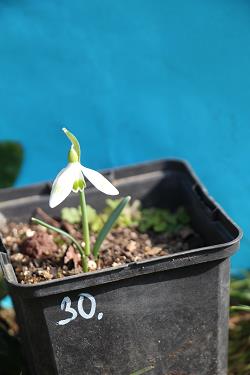 Galanthus nivalis forms sale 2023