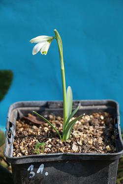 Galanthus nivalis forms sale 2023