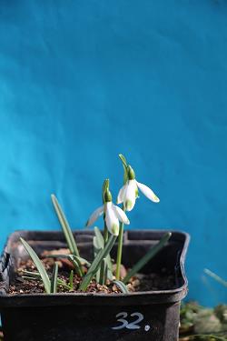Galanthus nivalis forms sale 2023