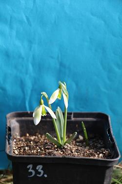 Galanthus nivalis forms sale 2023