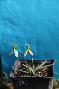 Galanthus nivalis forms sale 2023