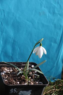 Galanthus nivalis forms sale 2023