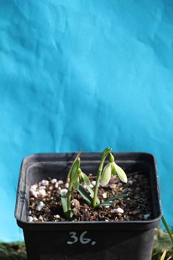 Galanthus nivalis forms sale 2023