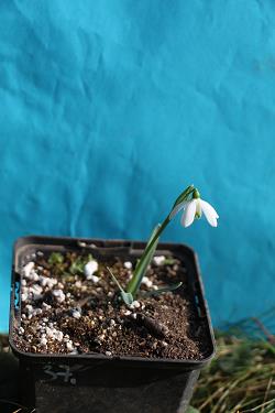 Galanthus nivalis forms sale 2023