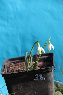 Galanthus nivalis forms sale 2023