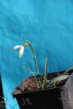 Galanthus nivalis forms sale 2023