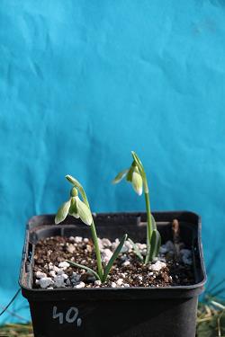 Galanthus nivalis forms sale 2023